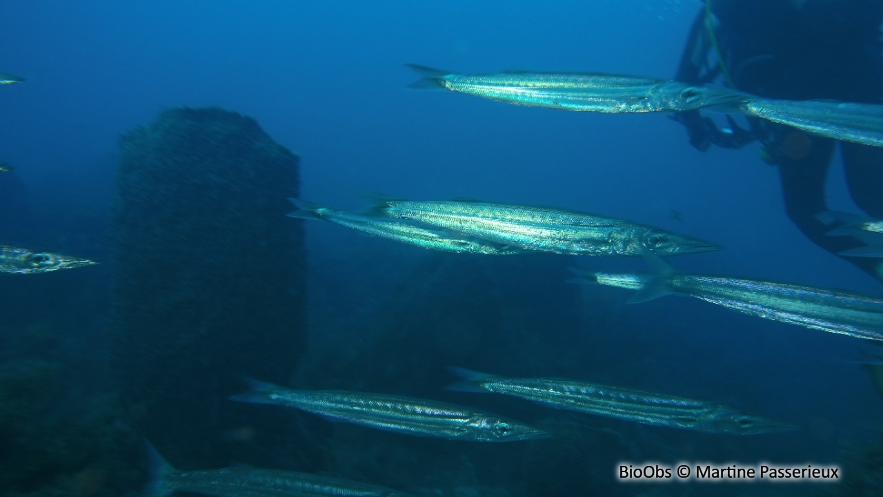 Bécune chandelle - Sphyraena picudilla - Martine Passerieux - BioObs