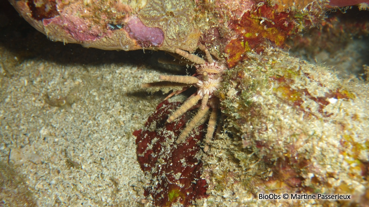 Oursin-lance antillais - Eucidaris tribuloides - Martine Passerieux - BioObs