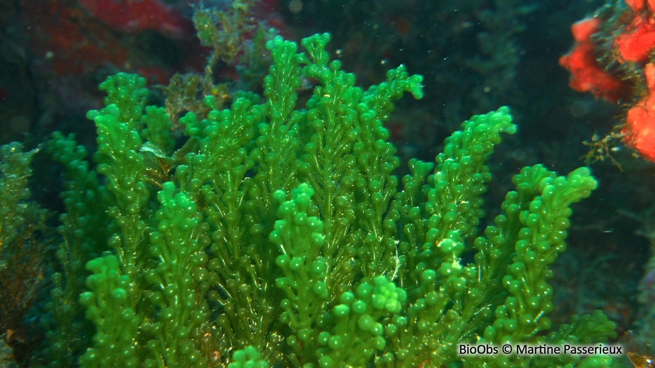 Caulerpe turbinata - Caulerpa racemosa var. turbinata - Martine Passerieux - BioObs