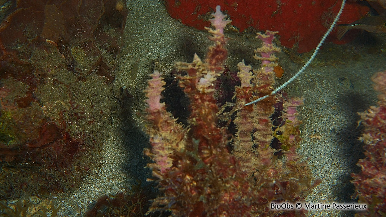 Eponge pagode - Oceanapia peltata - Martine Passerieux - BioObs
