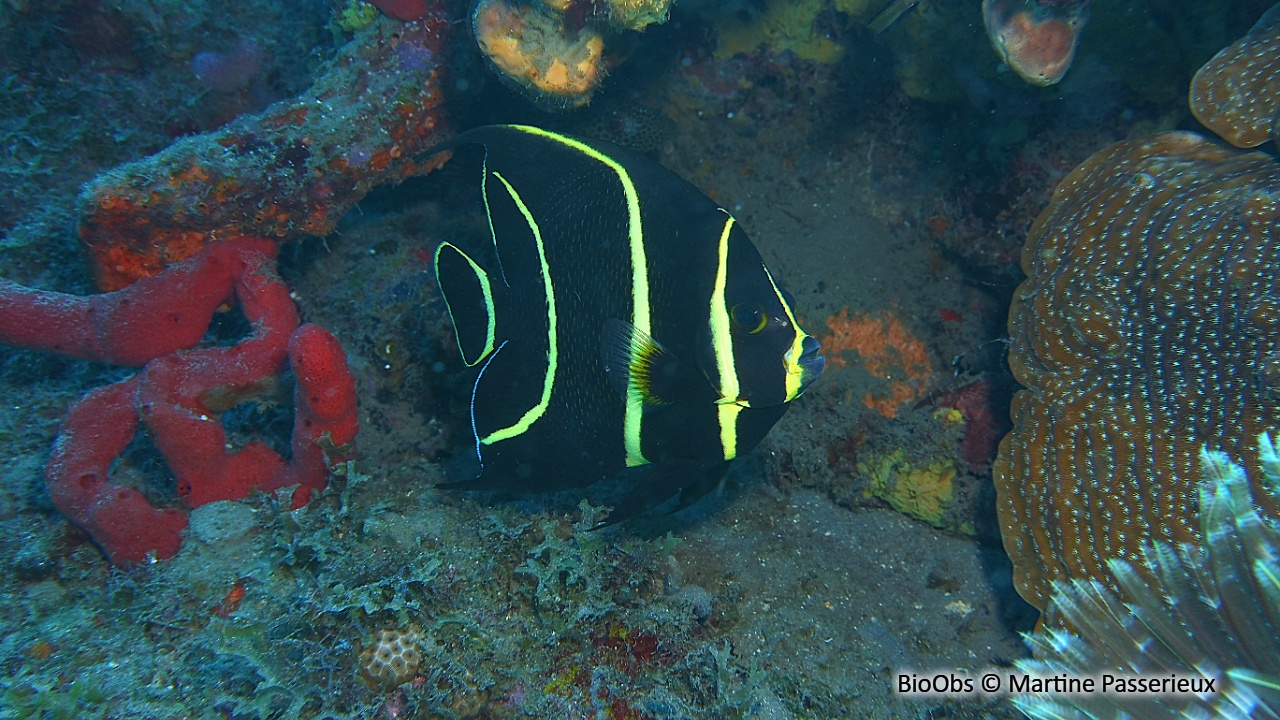 Ange français - Pomacanthus paru - Martine Passerieux - BioObs