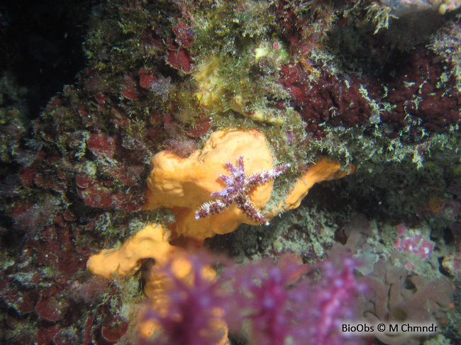 Etoile de mer épineuse - Coscinasterias tenuispina - Isabelle Chaminadour - BioObs