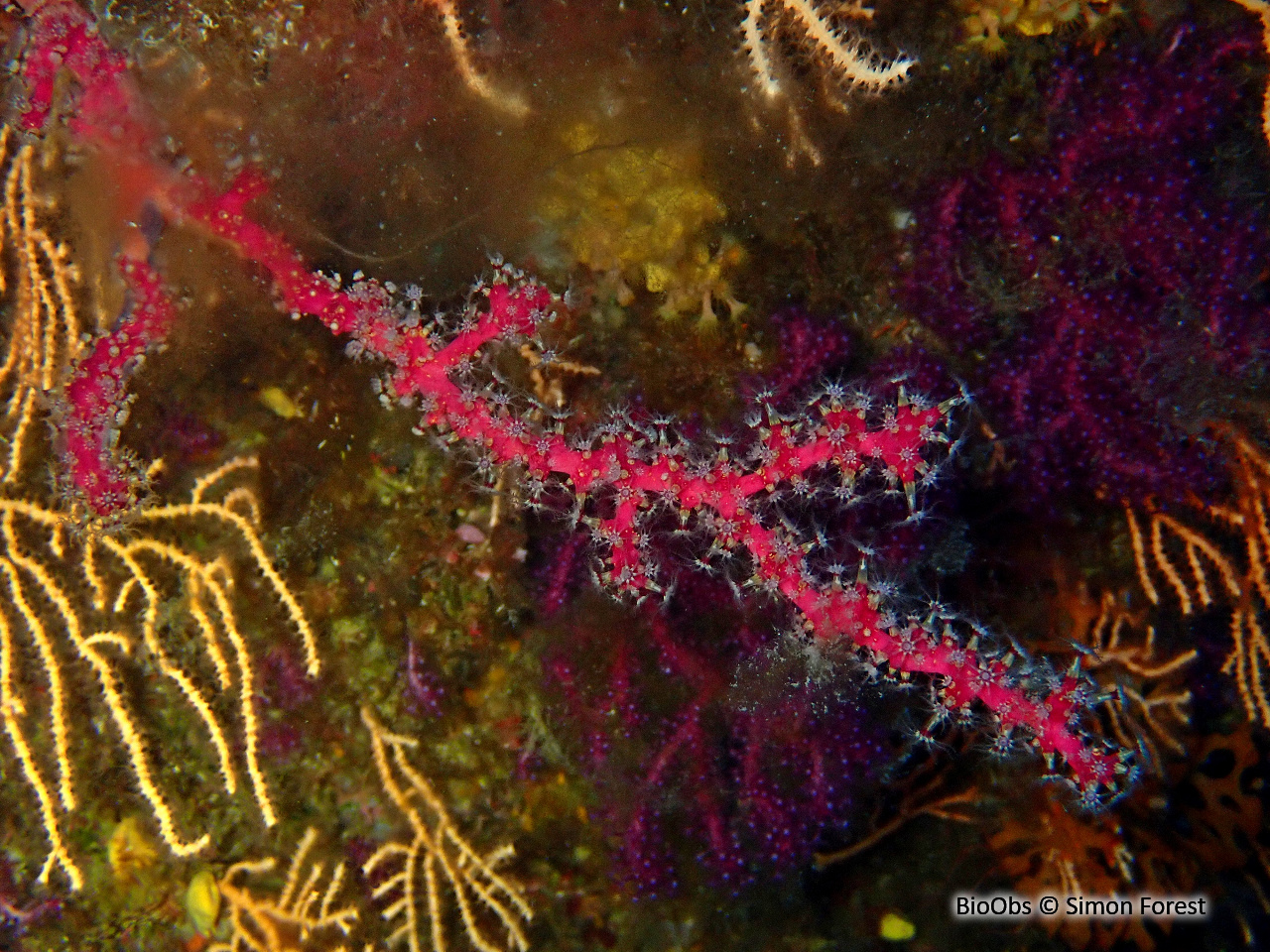 Alcyon encroûtant - Alcyonium coralloides - Simon Forest - BioObs