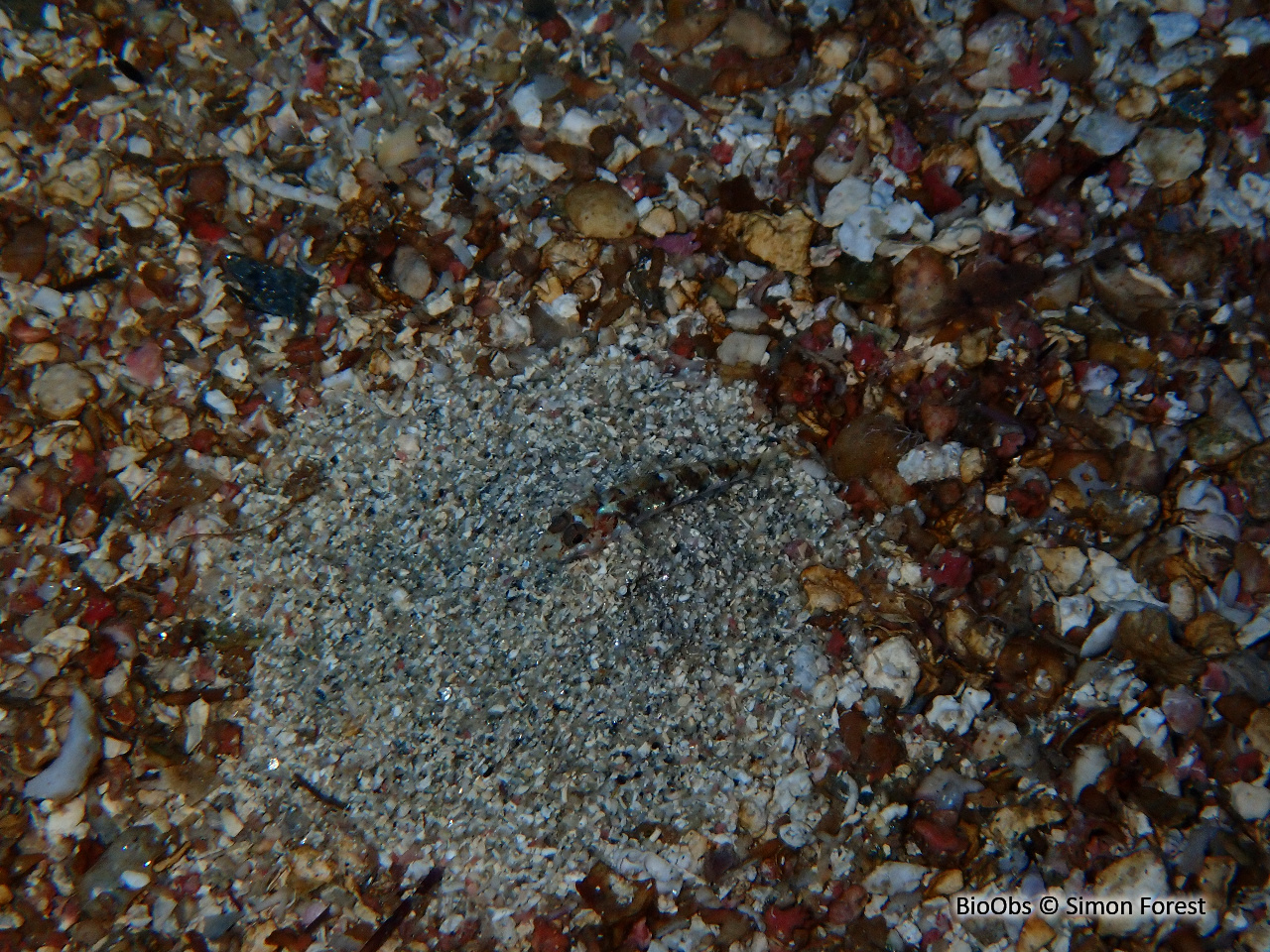 Gobie de De Buen - Buenia affinis - Simon Forest - BioObs