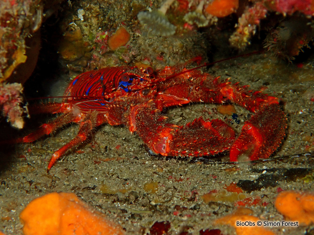 Galathée bicolore - Galathea strigosa - Simon Forest - BioObs