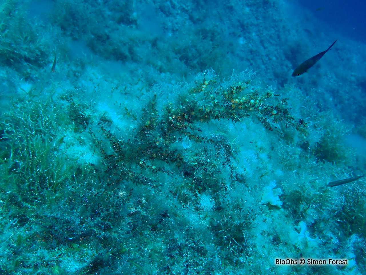 Sargasse grains de raisin - Sargassum acinarium - Simon Forest - BioObs