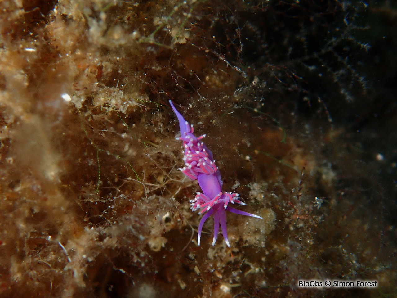 Coryphelle mauve - Edmundsella pedata - Simon Forest - BioObs