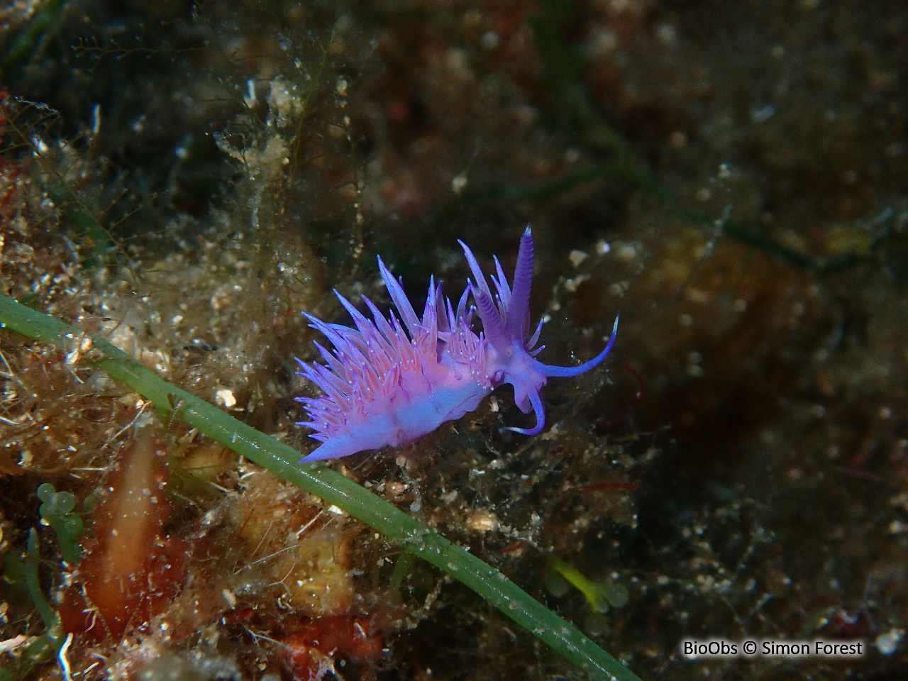 Flabelline mauve - Flabellina affinis - Simon Forest - BioObs