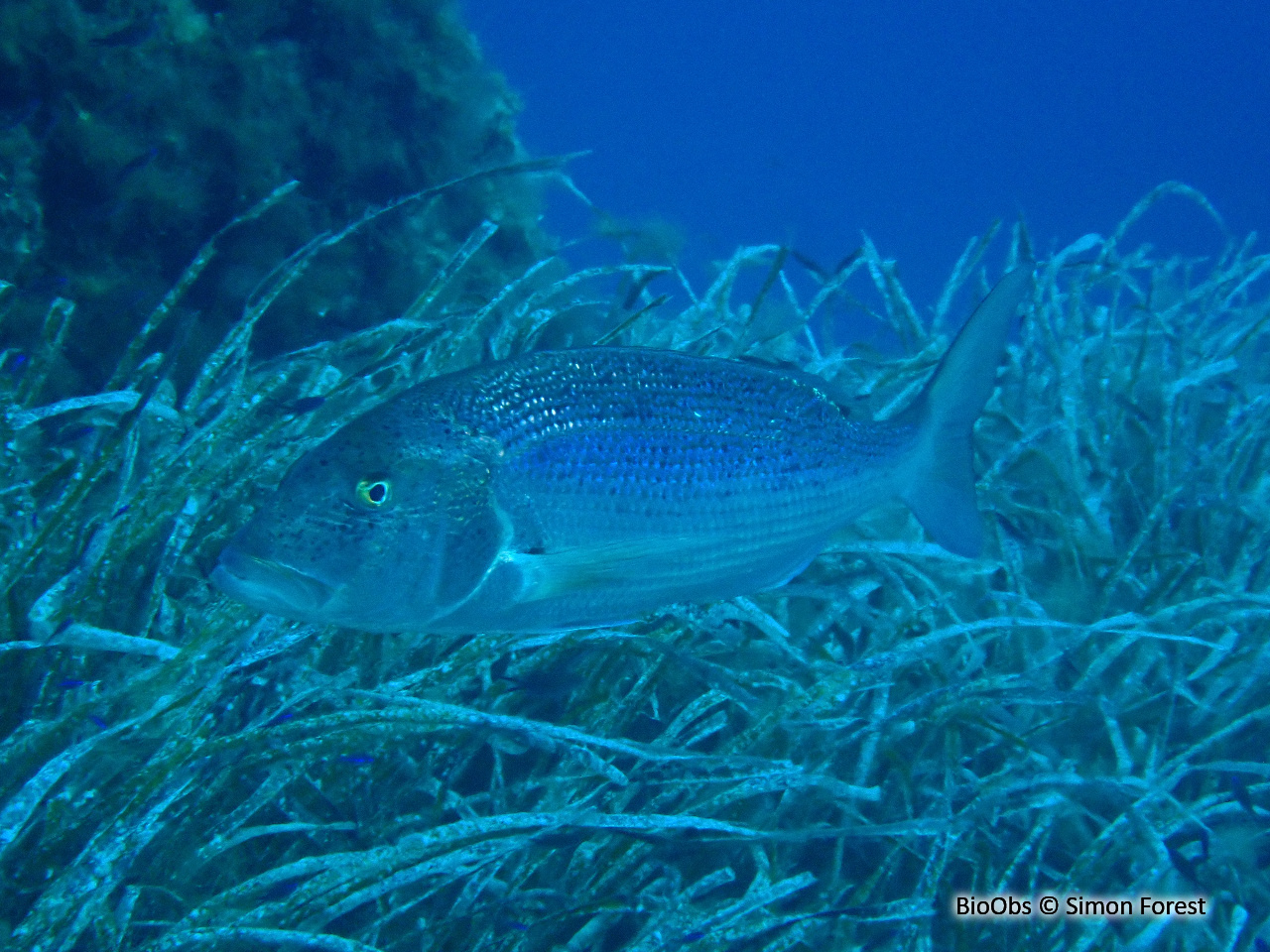 Denti - Dentex dentex - Simon Forest - BioObs