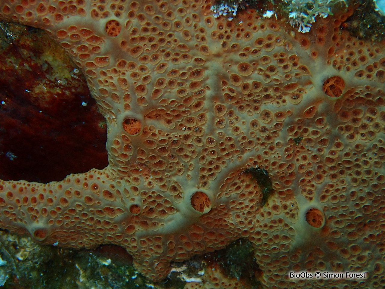 Eponge à cratères - Hemimycale columella - Simon Forest - BioObs