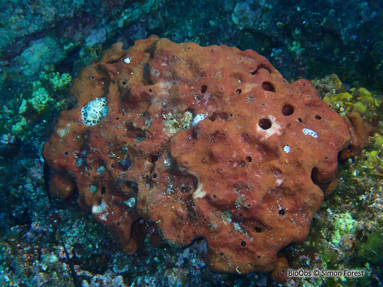 Eponge pierre - Petrosia (Petrosia) ficiformis - Simon Forest - BioObs