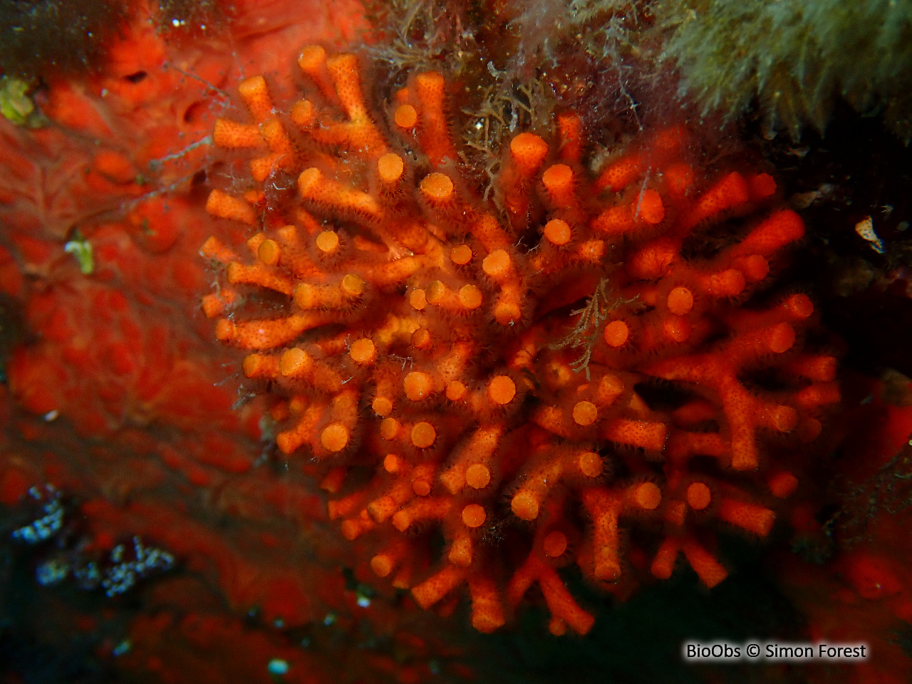 Faux corail - Myriapora truncata - Simon Forest - BioObs