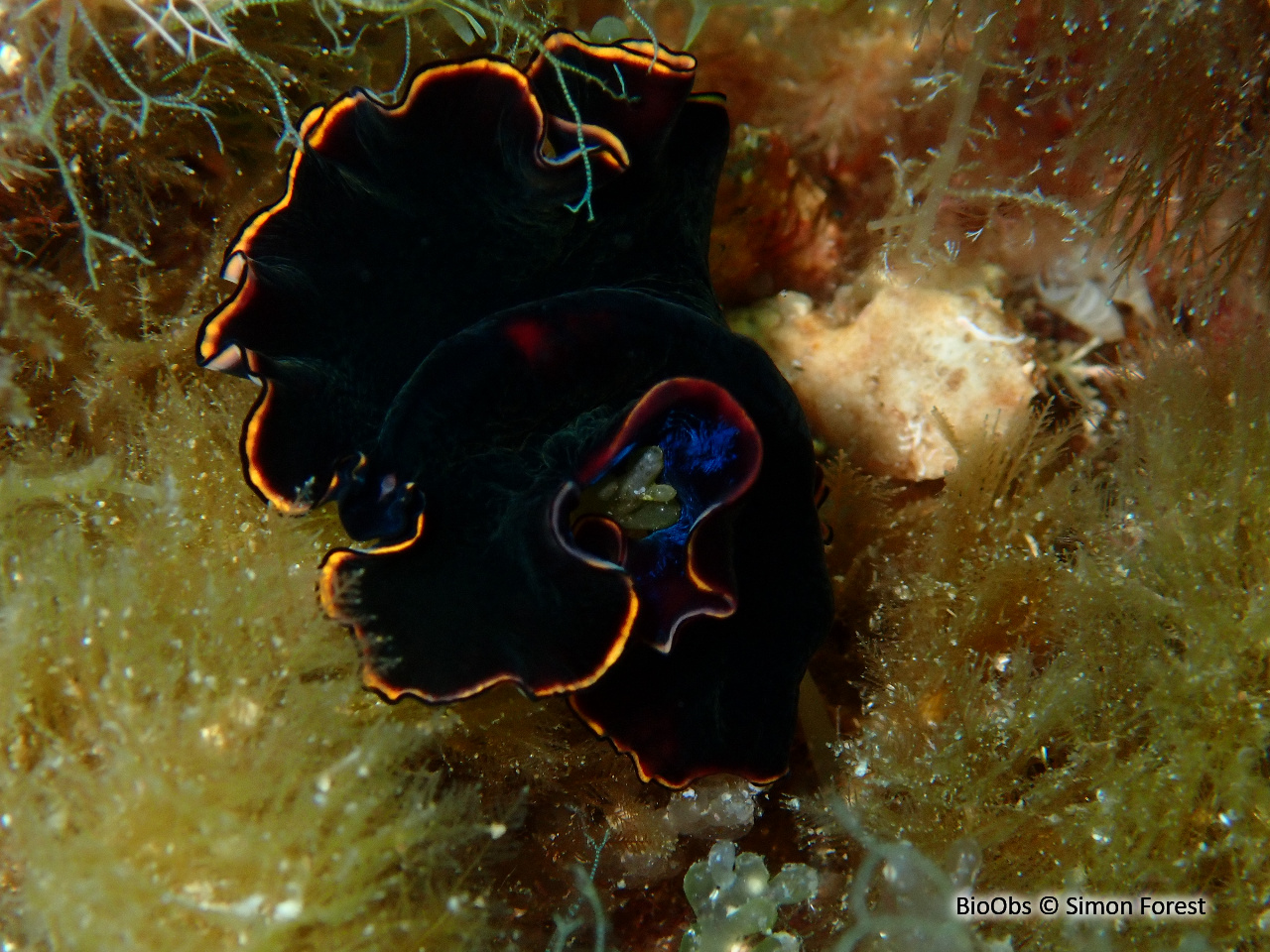 Ver plat noir - Pseudobiceros splendidus - Simon Forest - BioObs