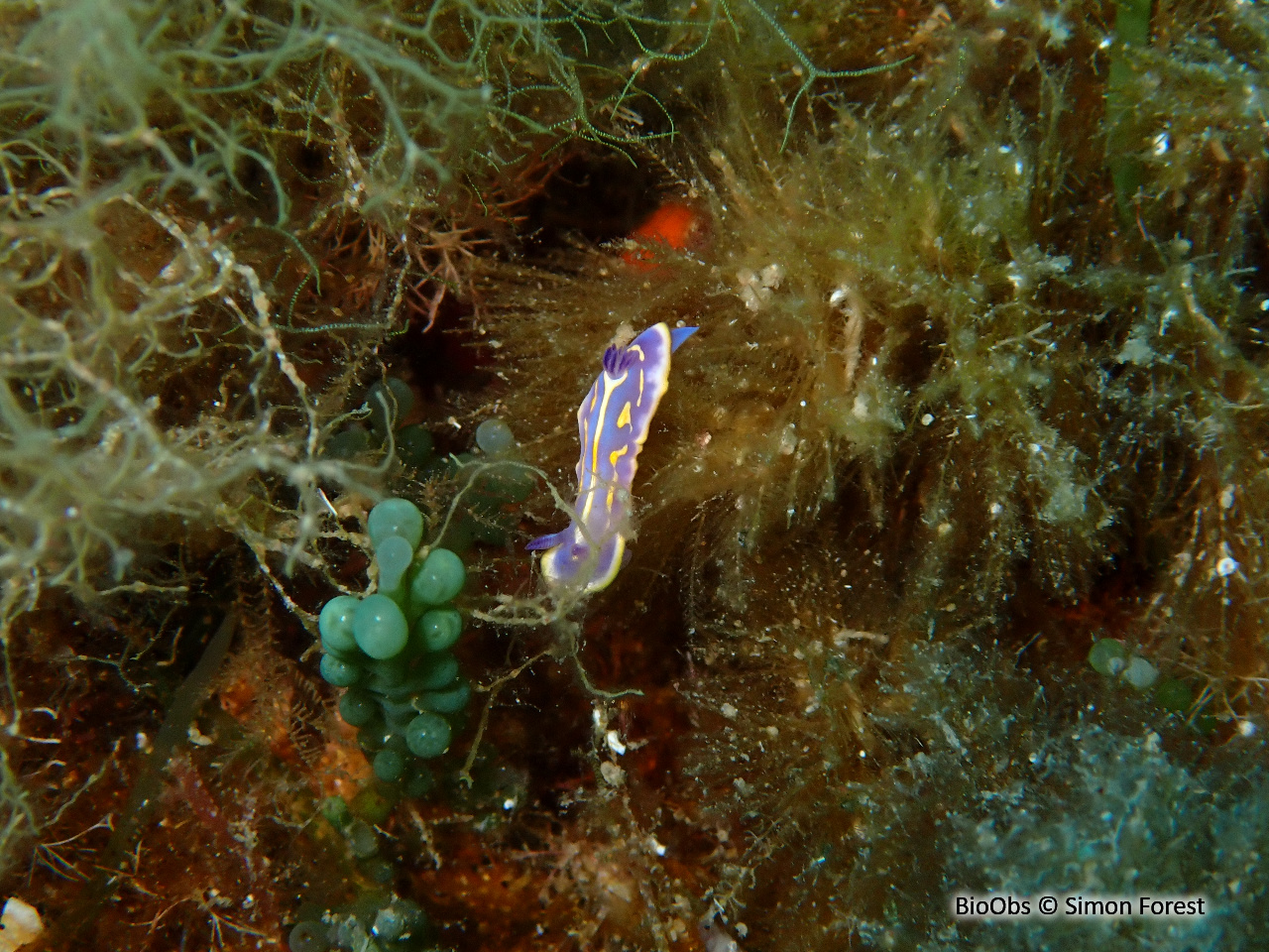 Doris de Brito - Felimida binza - Simon Forest - BioObs