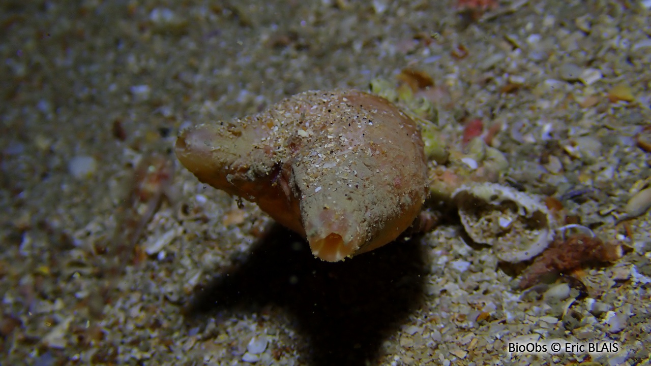 Polycarpe fruitière - Polycarpa pomaria - Eric BLAIS - BioObs