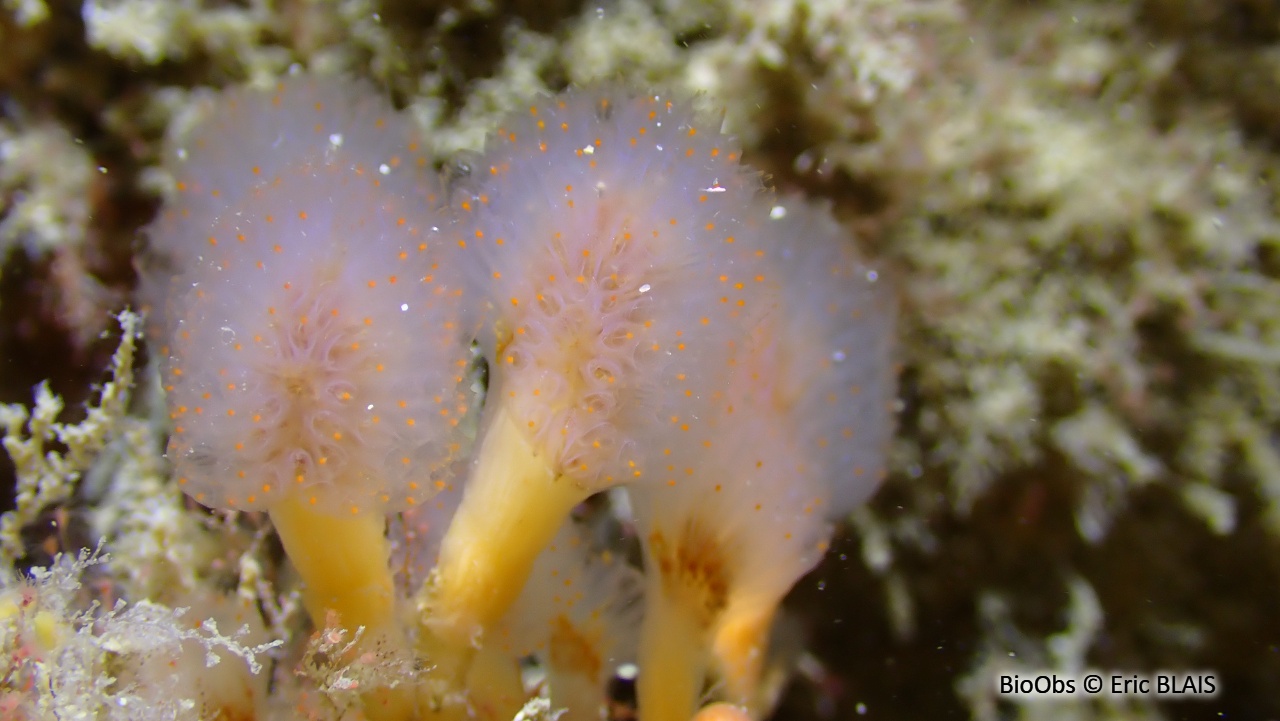 Flocon pédonculé orange - Aplidium punctum - Eric BLAIS - BioObs