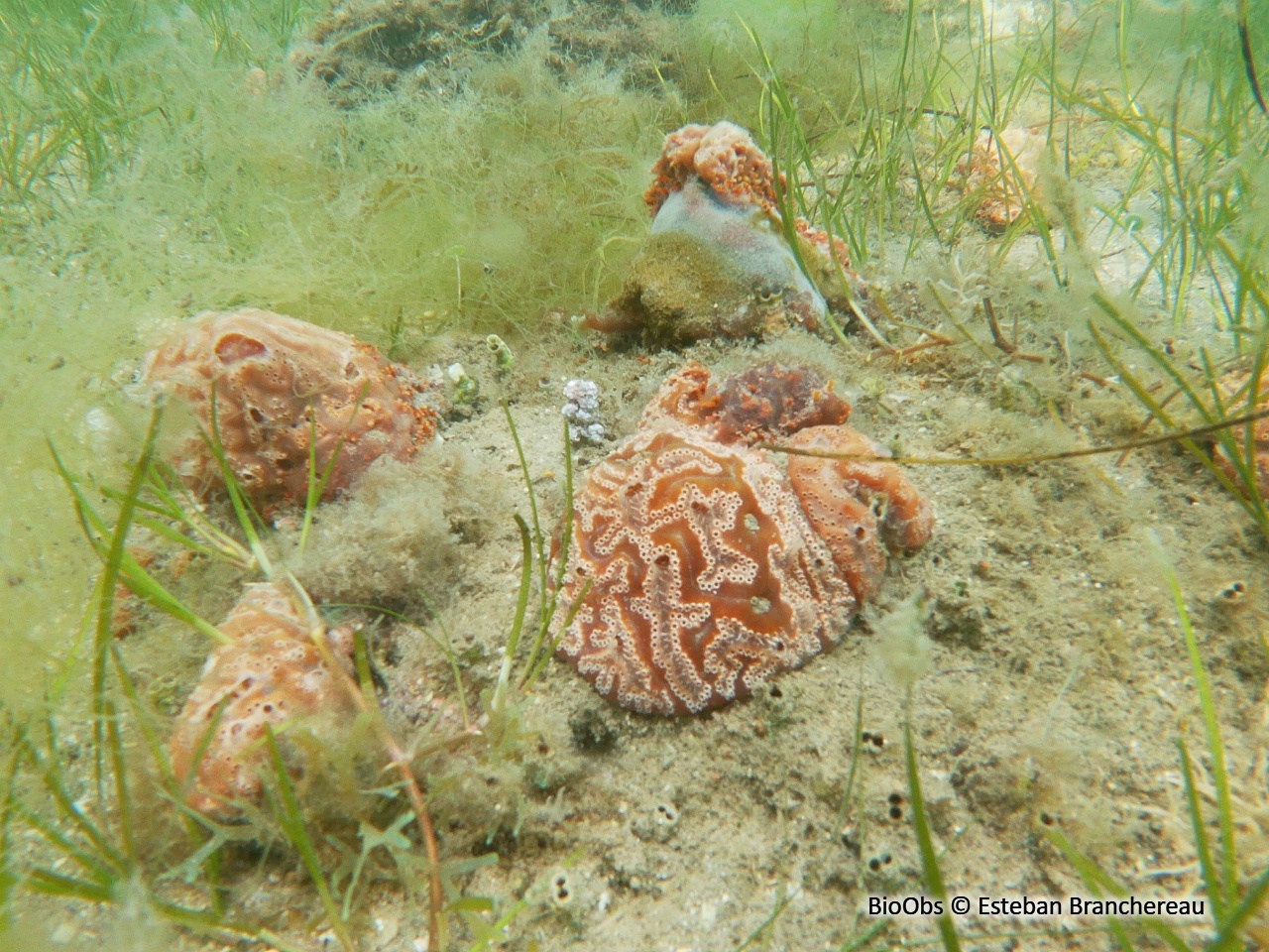 Aplidium de Nordmann; forme méditerranéenne - Aplidium aff. nordmanni - Esteban Branchereau - BioObs