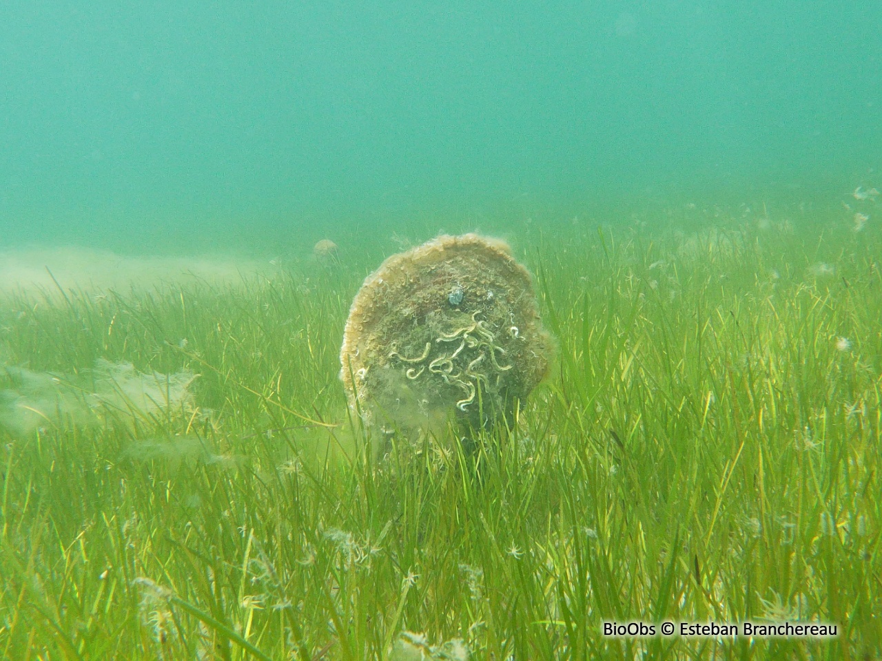 Grande nacre , Pinne noble - Pinna nobilis - Esteban Branchereau - BioObs