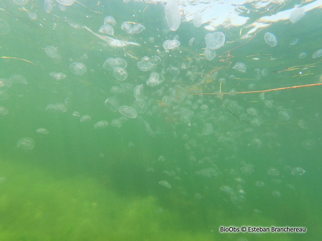 Aurélie - Aurelia aurita - Esteban Branchereau - BioObs