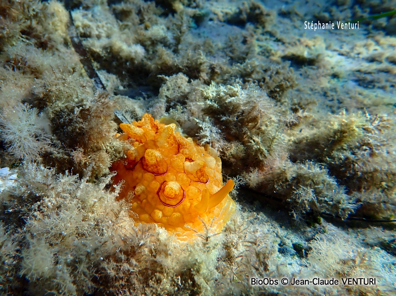Pleurobranche tortue - Pleurobranchus testudinarius - Jean-Claude VENTURI - BioObs