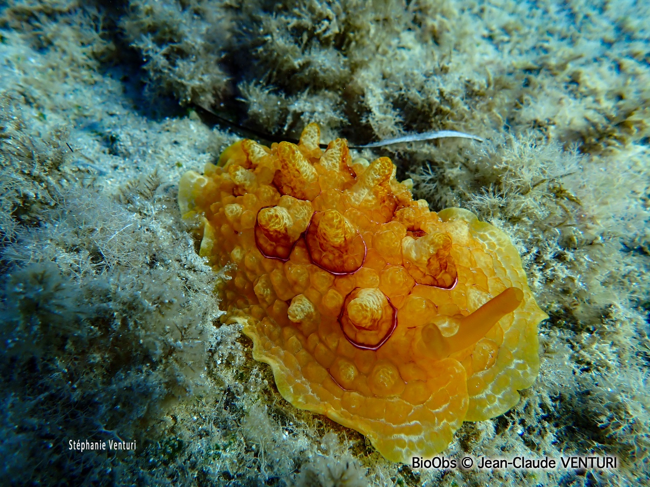 Pleurobranche tortue - Pleurobranchus testudinarius - Jean-Claude VENTURI - BioObs