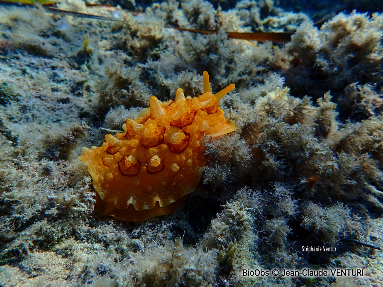 Pleurobranche tortue - Pleurobranchus testudinarius - Jean-Claude VENTURI - BioObs