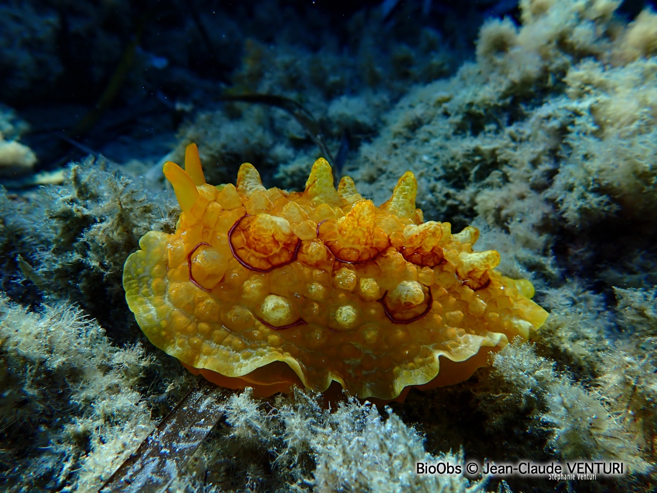 Pleurobranche tortue - Pleurobranchus testudinarius - Jean-Claude VENTURI - BioObs