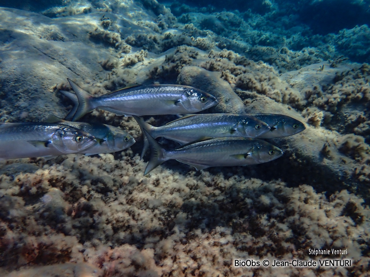 Tassergal - Pomatomus saltatrix - Jean-Claude VENTURI - BioObs
