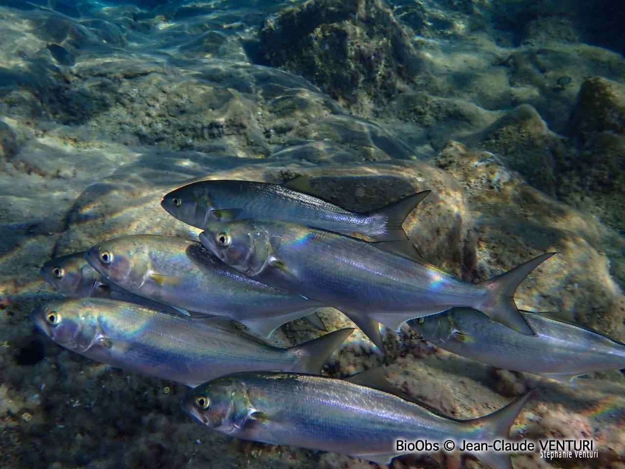 Tassergal - Pomatomus saltatrix - Jean-Claude VENTURI - BioObs