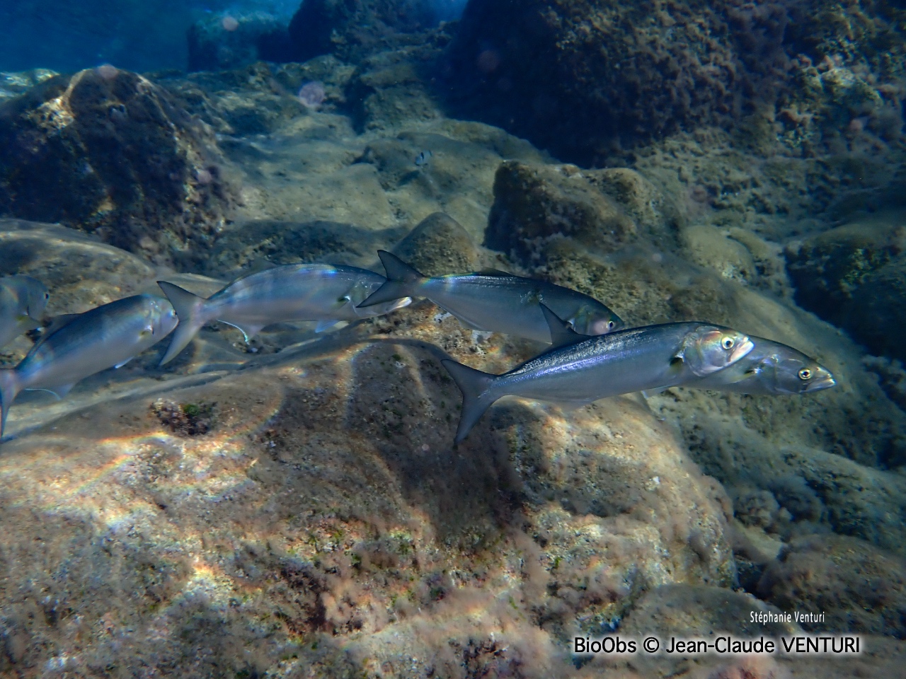 Tassergal - Pomatomus saltatrix - Jean-Claude VENTURI - BioObs