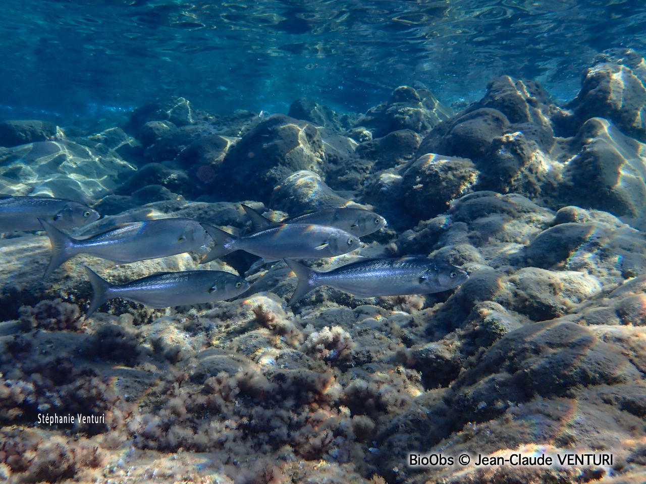 Tassergal - Pomatomus saltatrix - Jean-Claude VENTURI - BioObs