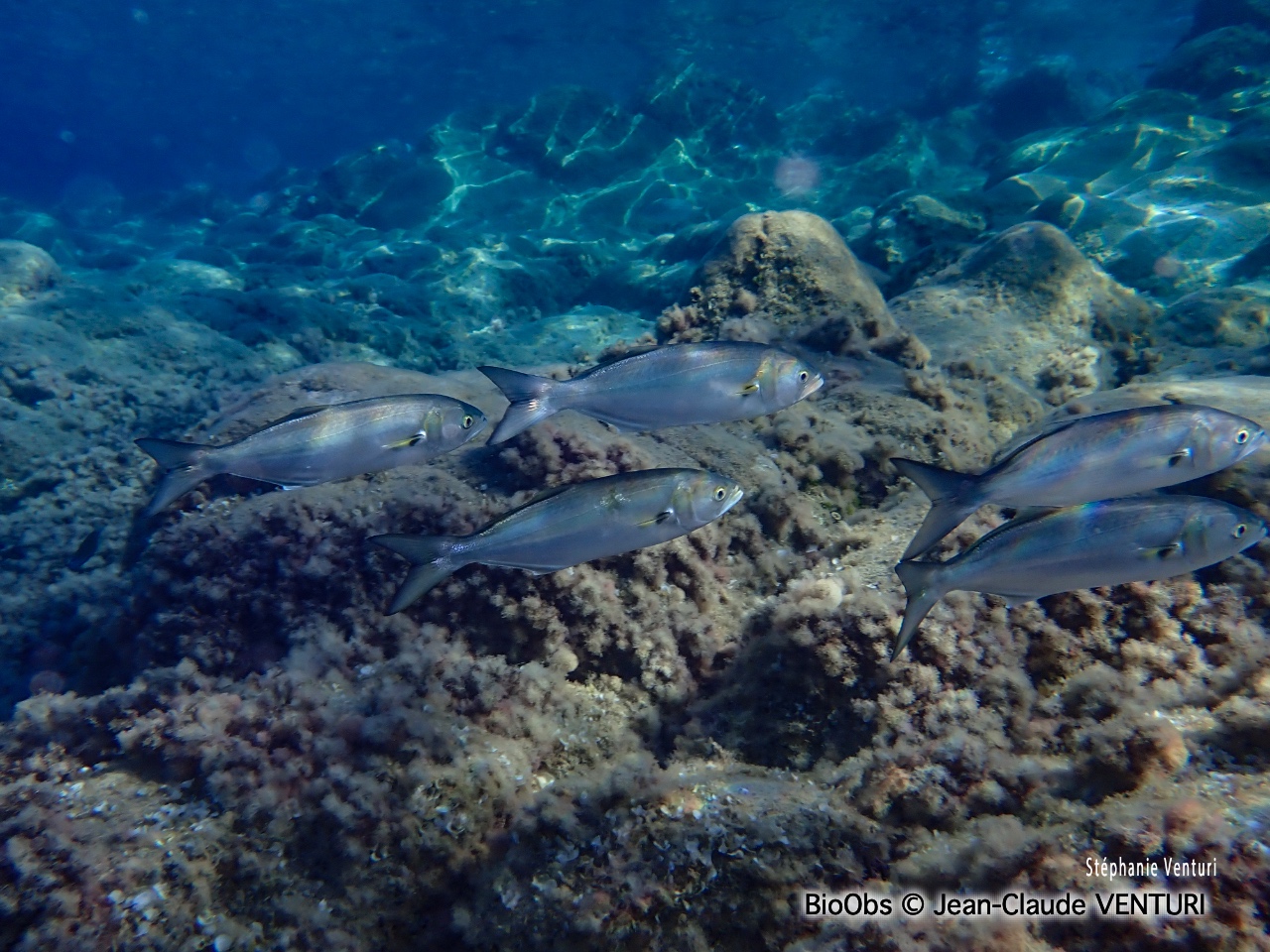 Tassergal - Pomatomus saltatrix - Jean-Claude VENTURI - BioObs