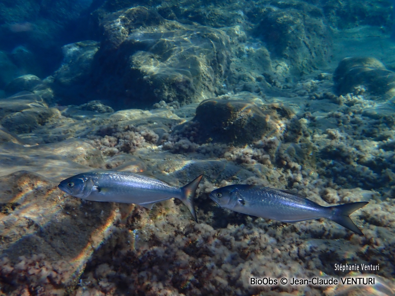 Tassergal - Pomatomus saltatrix - Jean-Claude VENTURI - BioObs