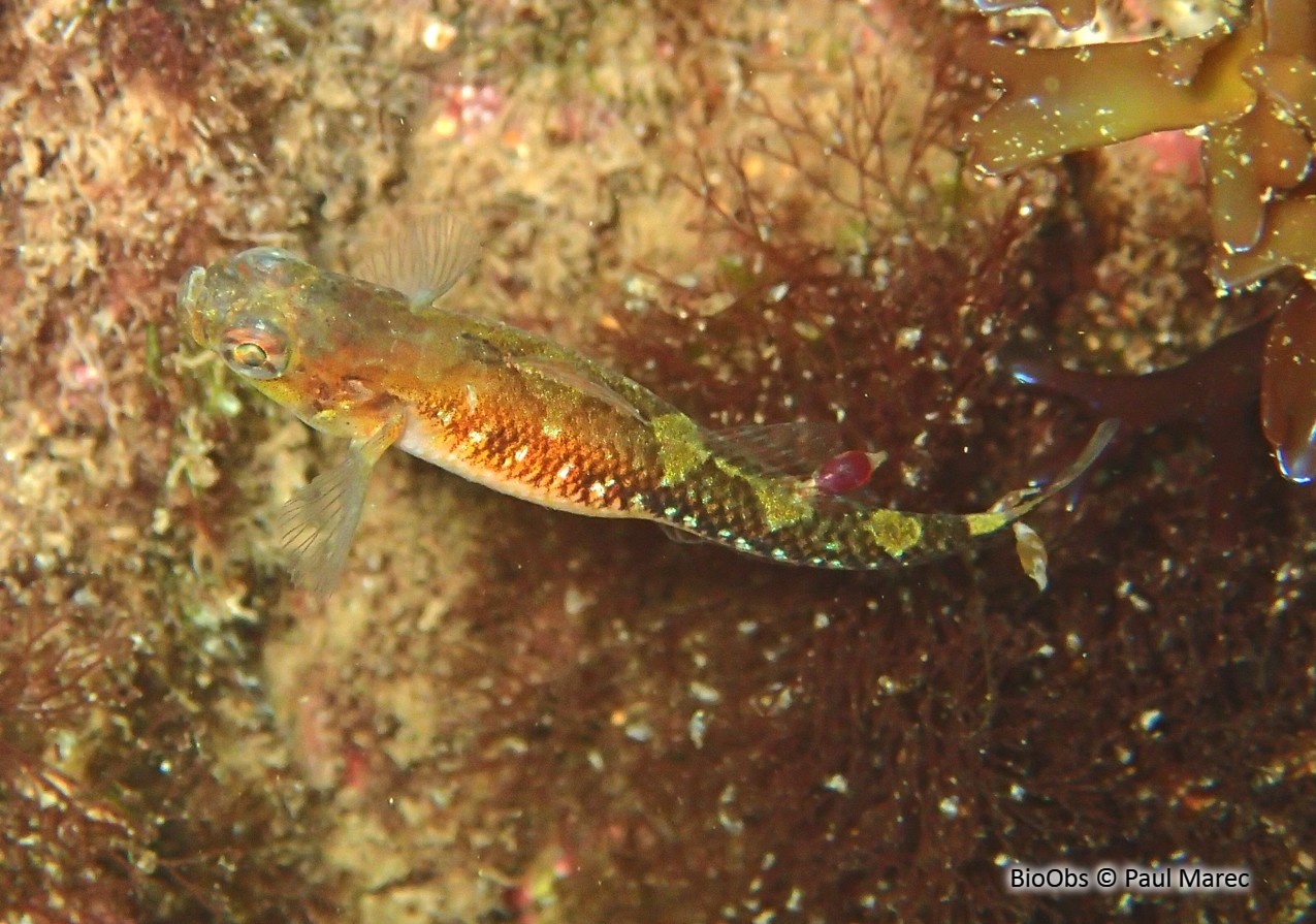 Gnathidés (famille) - Gnathia spp - Paul Marec - BioObs