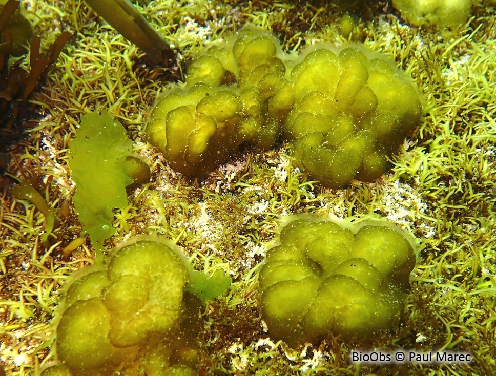 Léathésie difforme - Leathesia marina - Paul Marec - BioObs