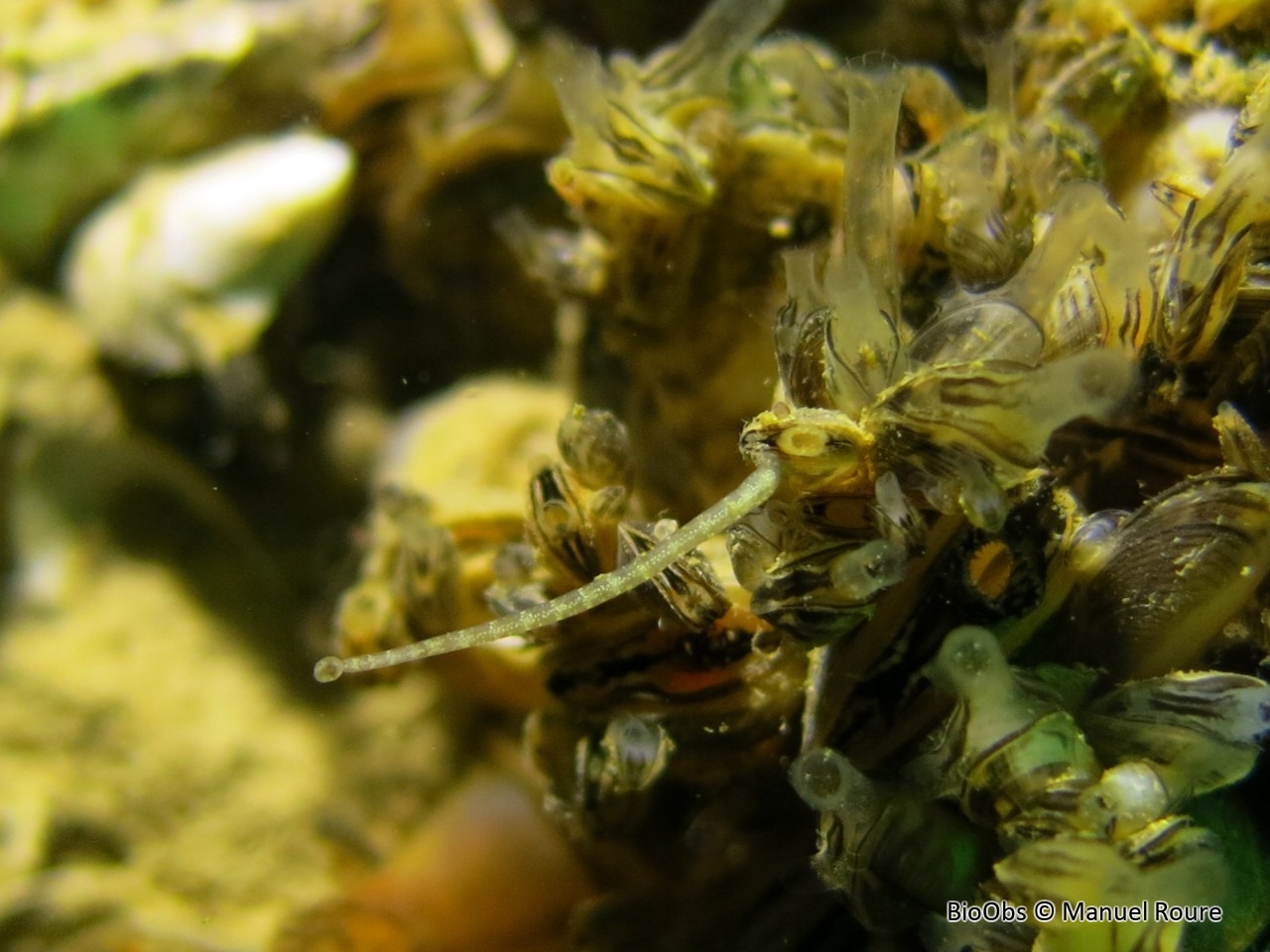 Sangsue géomètre - Piscicola geometra - Manuel Roure - BioObs