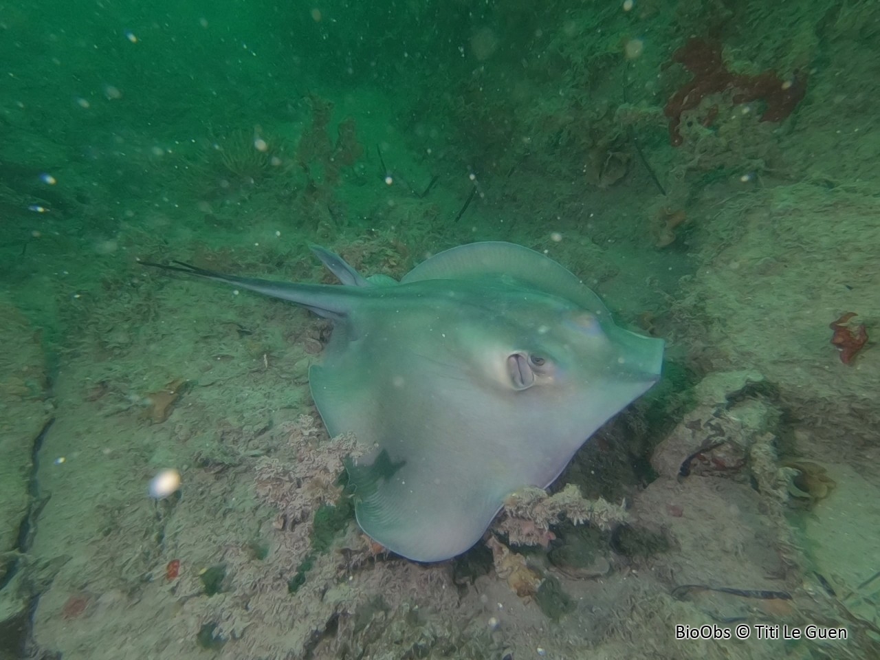 Pastenague commune - Dasyatis pastinaca - Titi Le Guen - BioObs