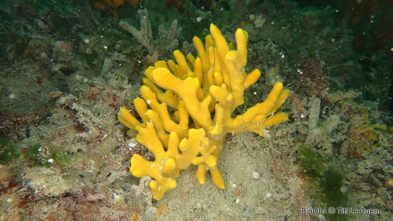Axinelle étoilée - Axinella dissimilis - Titi Le Guen - BioObs