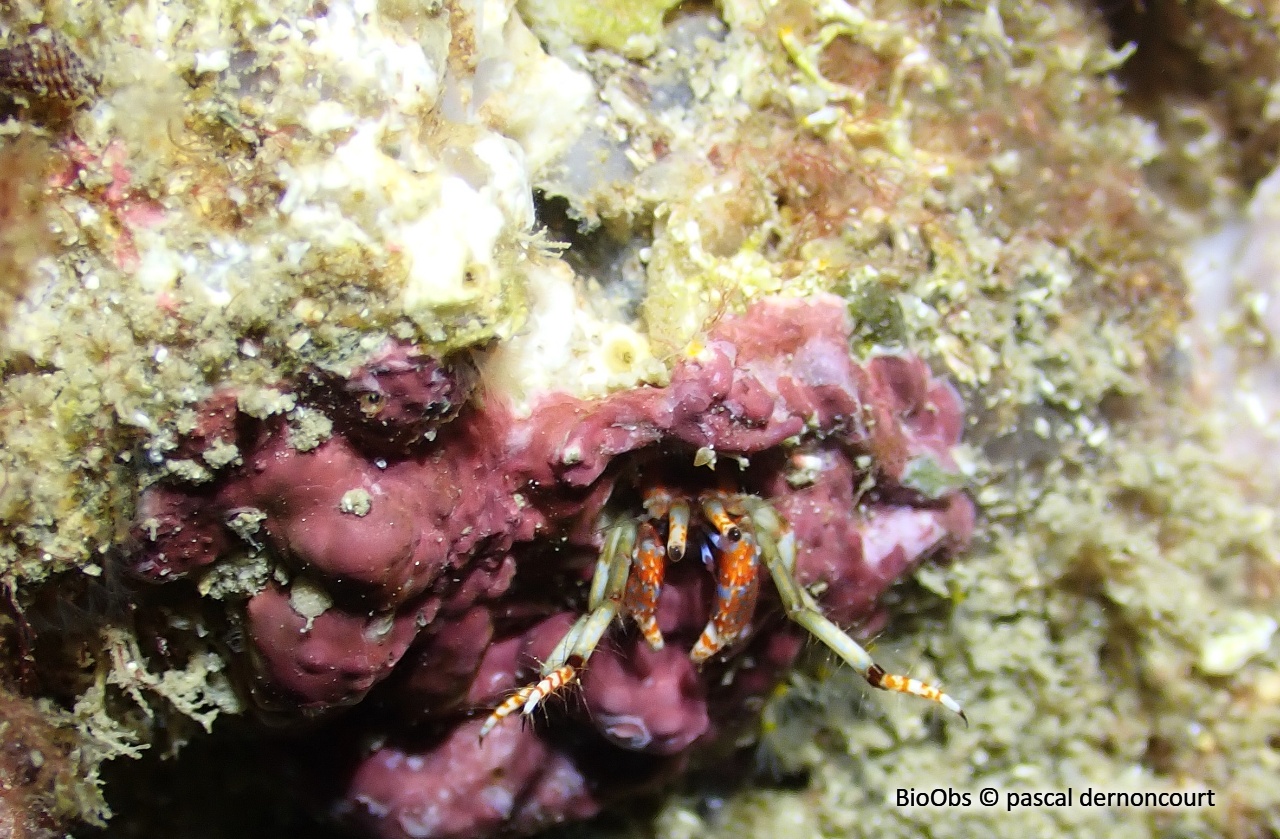Pagure sédentaire - Calcinus tubularis - pascal dernoncourt - BioObs
