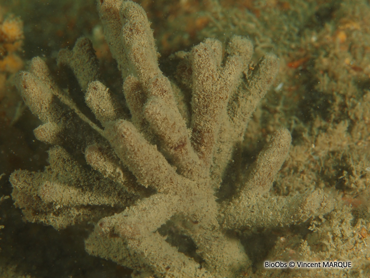 Eponge rameaux de chocolat - Raspailia (Raspailia) ramosa - Vincent MARQUE - BioObs