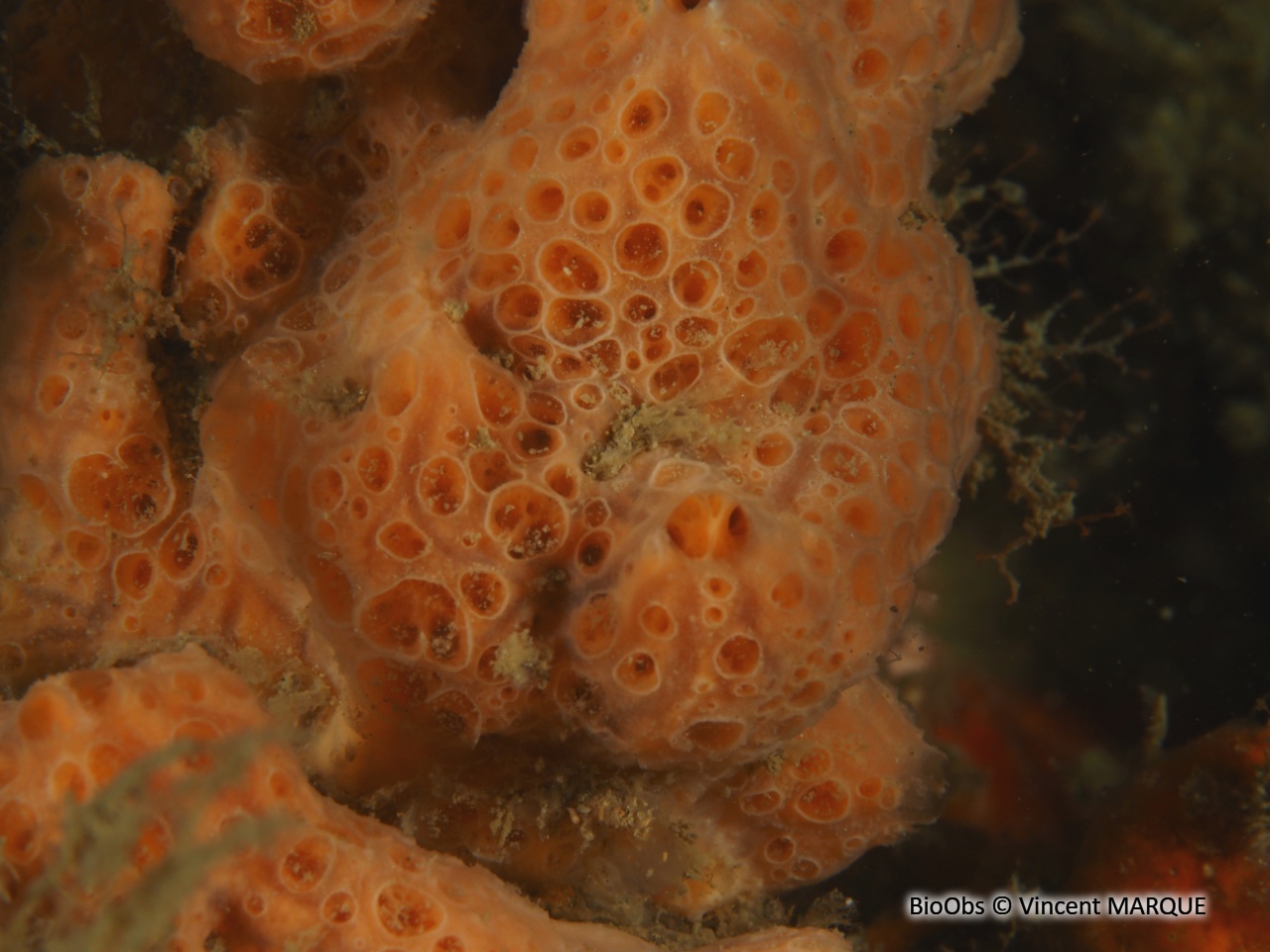 Eponge à cratères - Hemimycale columella - Vincent MARQUE - BioObs