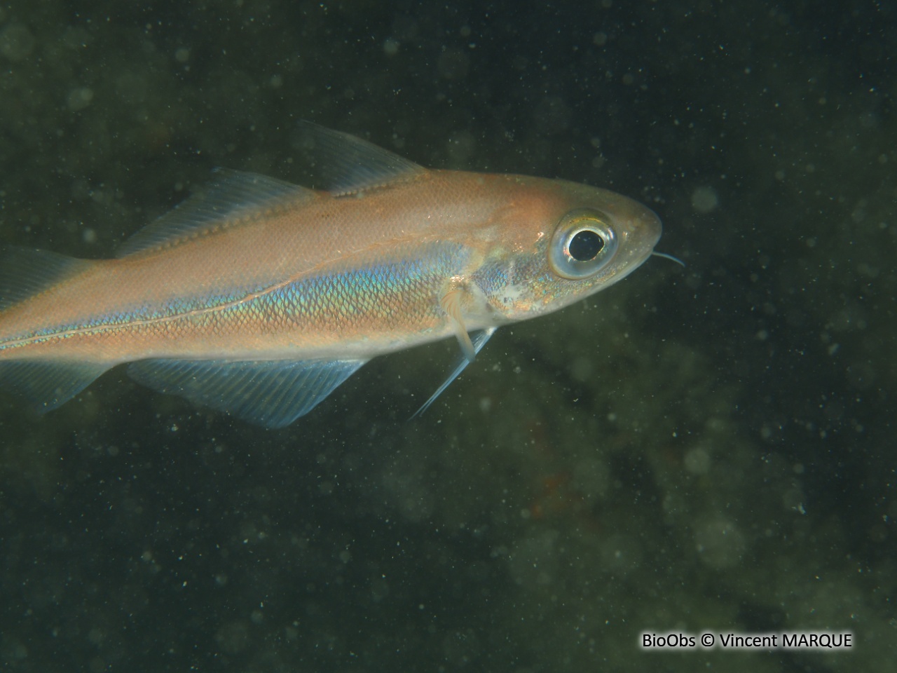 Capelan de l'Atlantique - Trisopterus minutus - Vincent MARQUE - BioObs