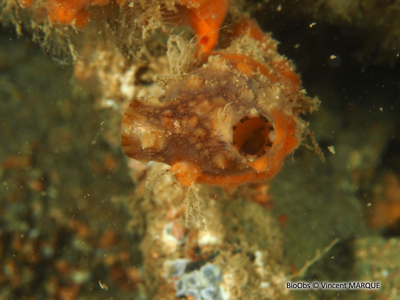 Ascidie japonaise - Styela clava - Vincent MARQUE - BioObs