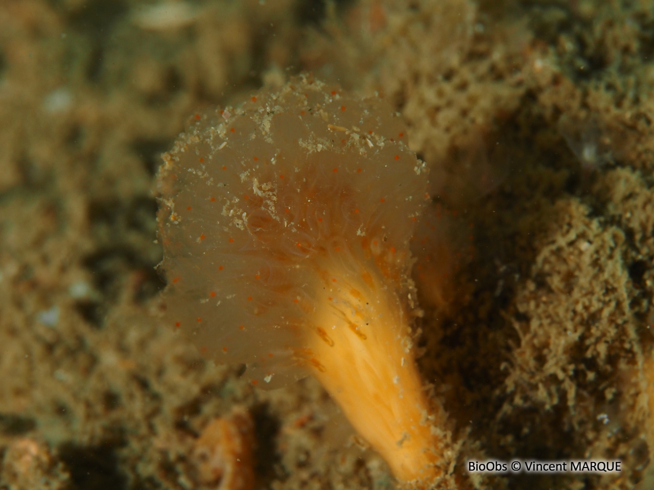 Flocon pédonculé orange - Aplidium punctum - Vincent MARQUE - BioObs