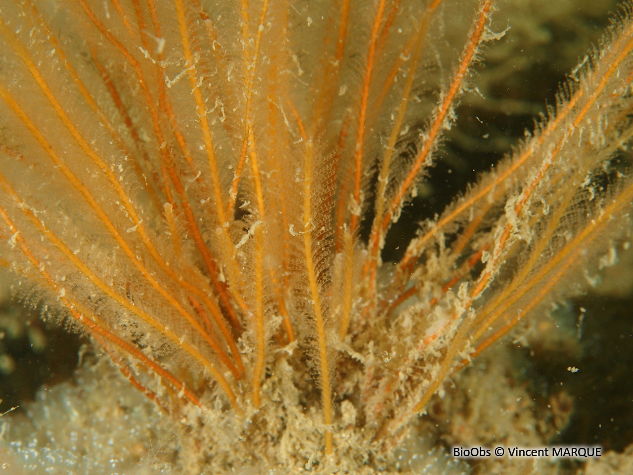 Hydraire-antenne nemertesie - Nemertesia antennina - Vincent MARQUE - BioObs