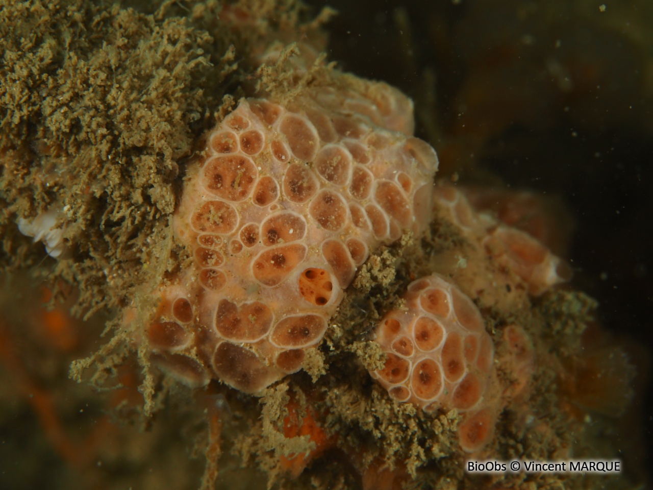 Eponge à cratères - Hemimycale columella - Vincent MARQUE - BioObs