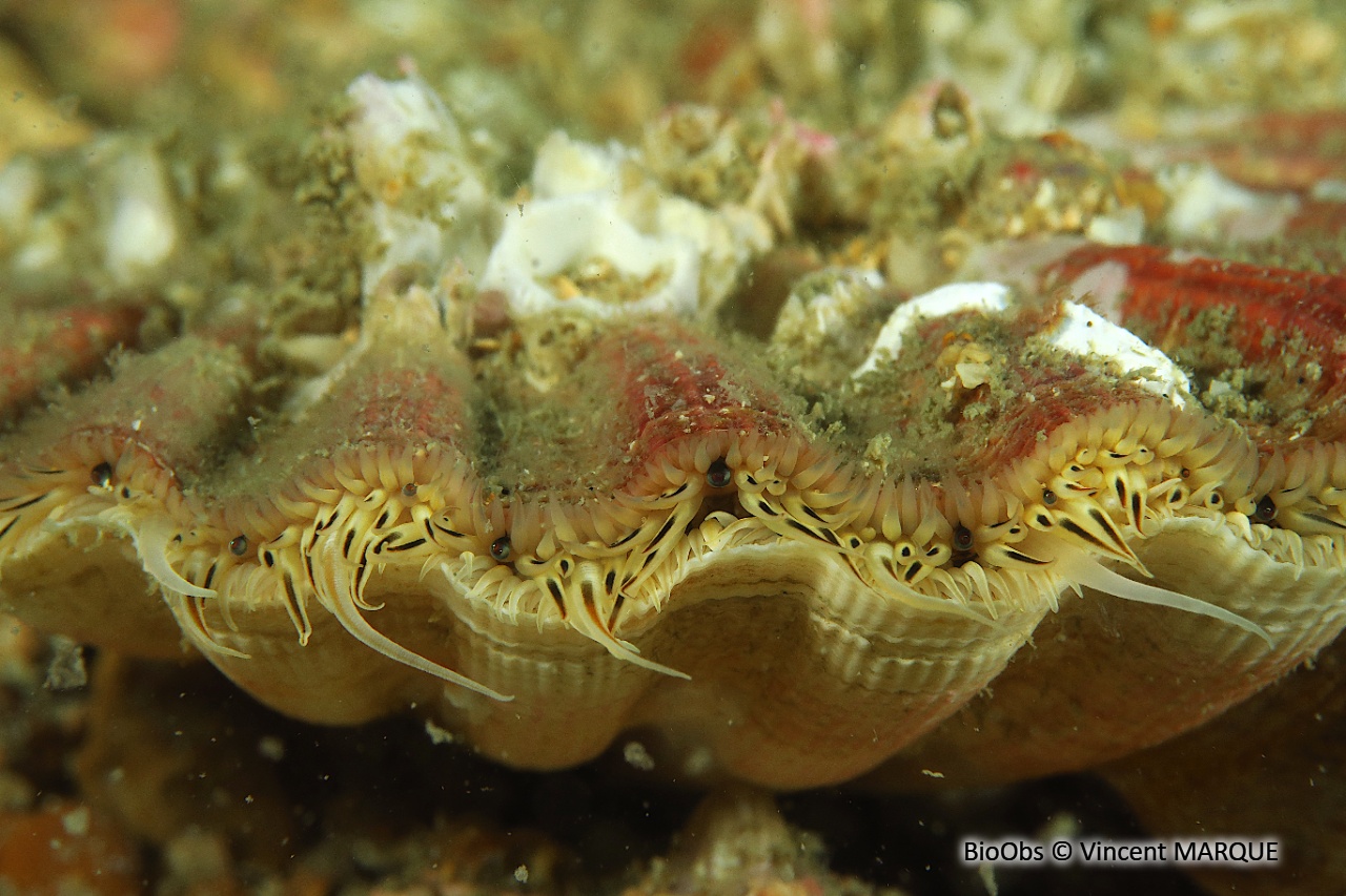 Coquille Saint-Jacques de l'Atlantique - Pecten maximus - Vincent MARQUE - BioObs