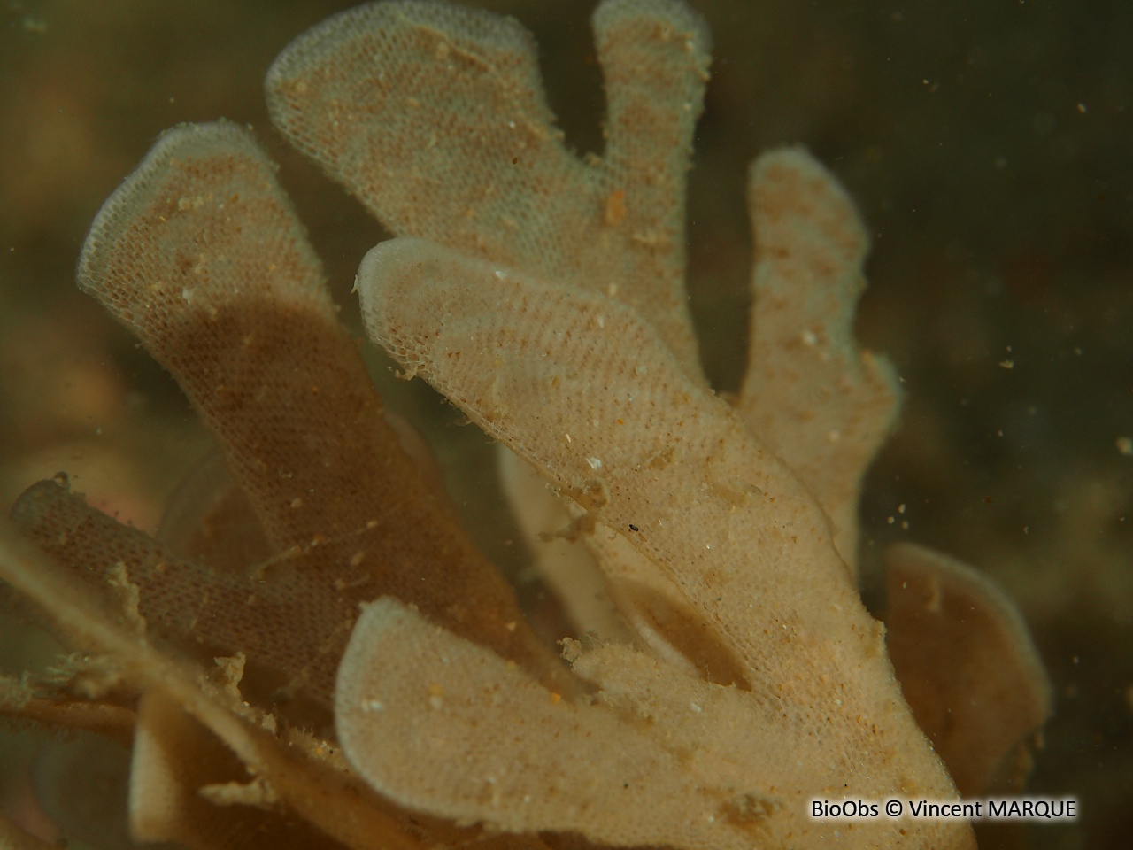 Grande flustre - Flustra foliacea - Vincent MARQUE - BioObs