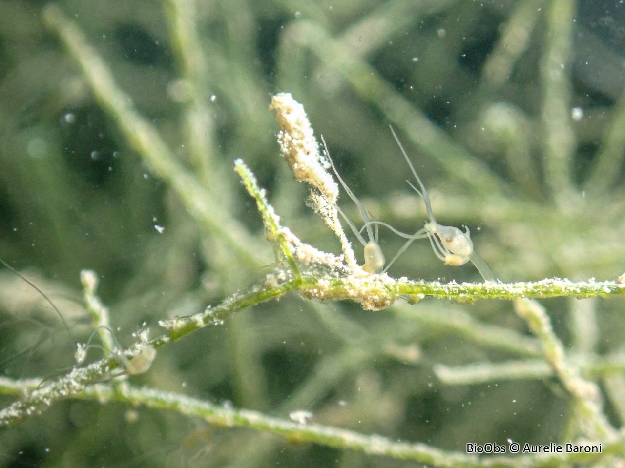 Anchistropus des hydres - Anchistropus emarginatus  - Aurelie Baroni - BioObs