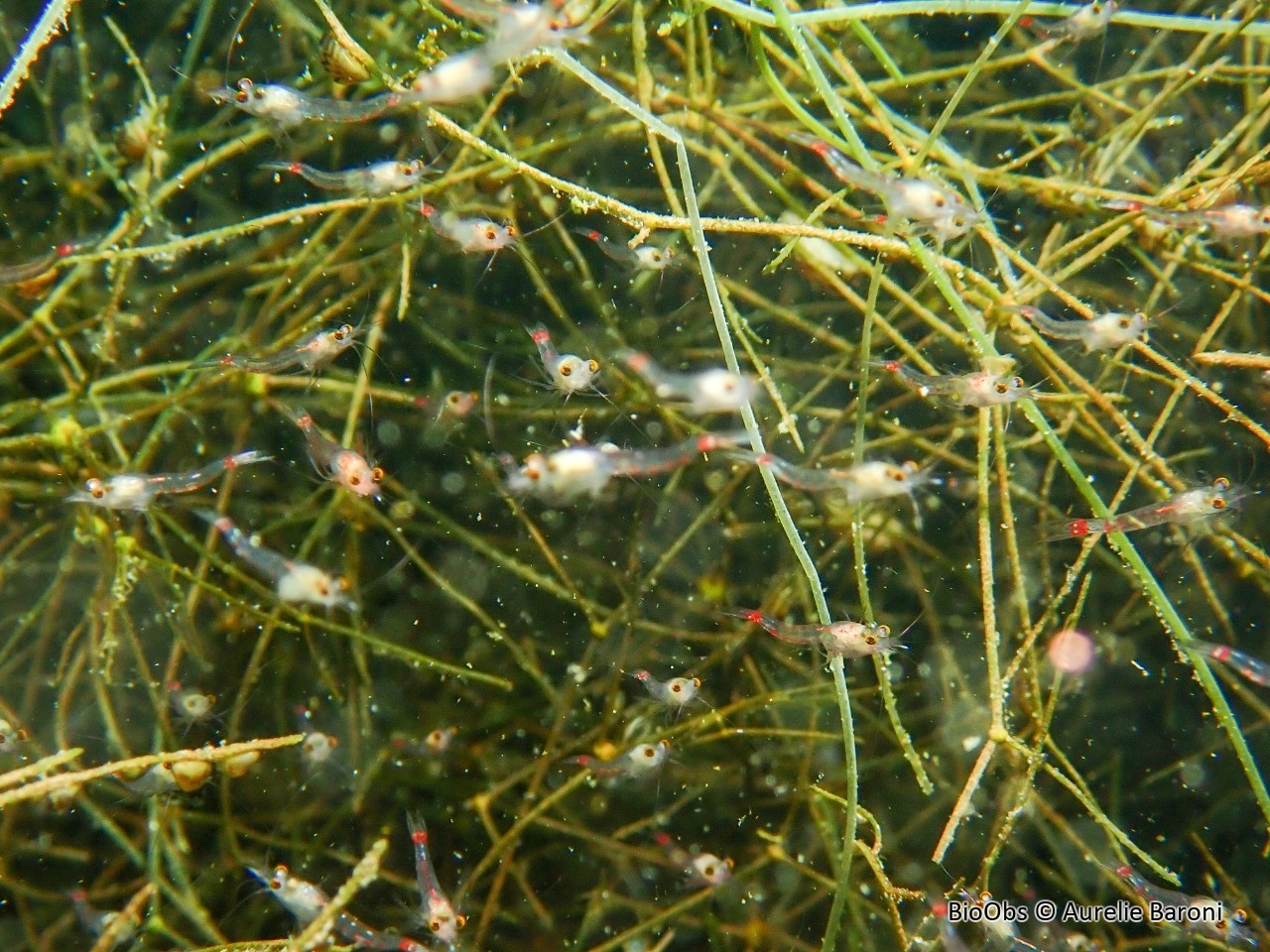 Crevette rouge sang - Hemimysis anomala - Aurelie Baroni - BioObs